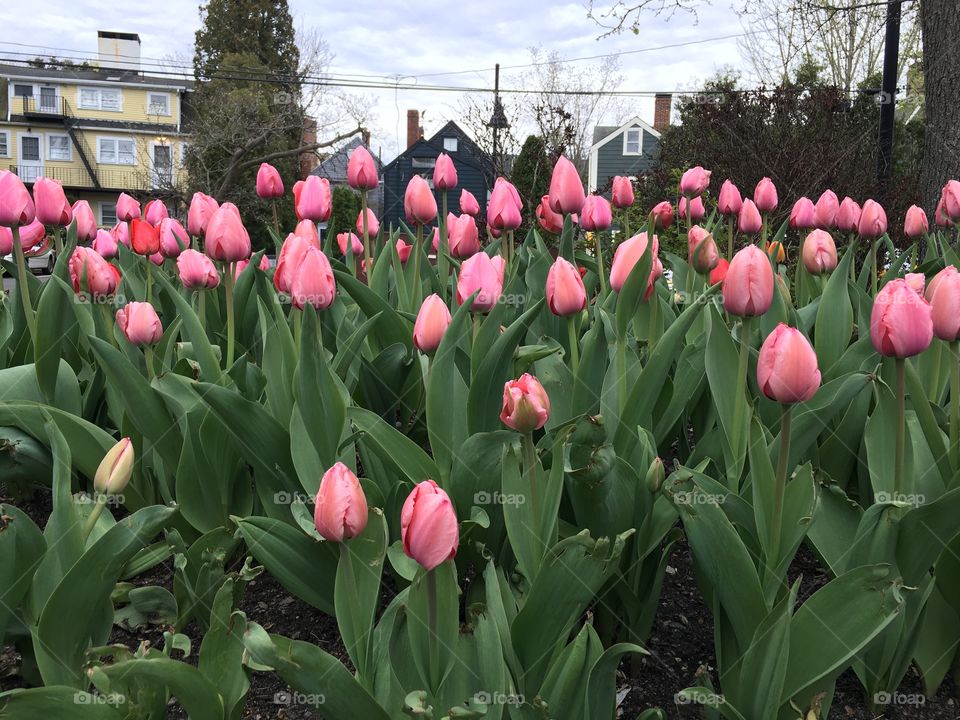 Spring tulips in Marblehead
