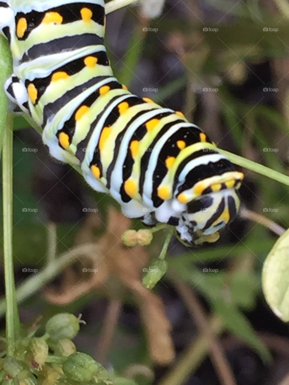 Swallowtail butterfly larve 