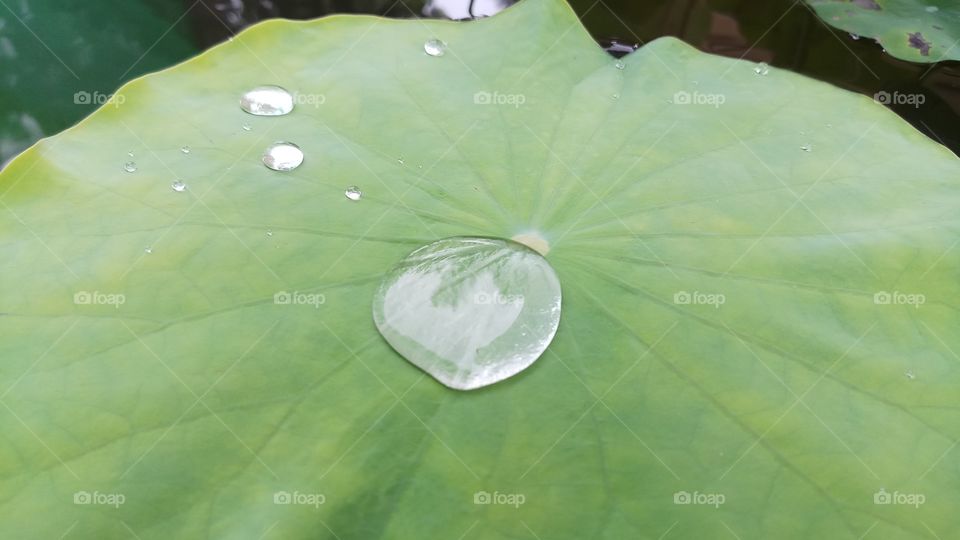 drops on the lotus leaf