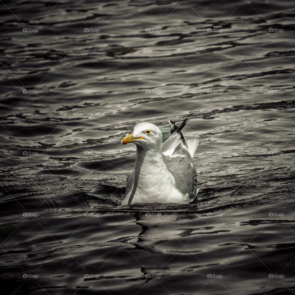 Lone bird floating ontop of water