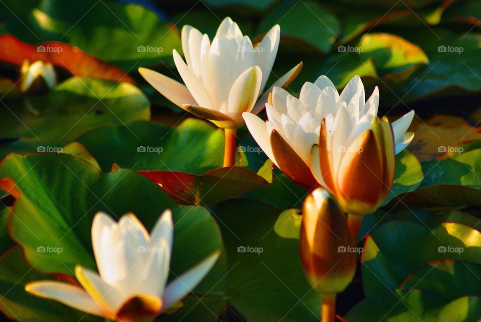 White lotus flowers