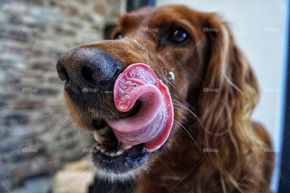 When you have just had your head in a tub of yoghurt and you need to use your tongue to clean your face !