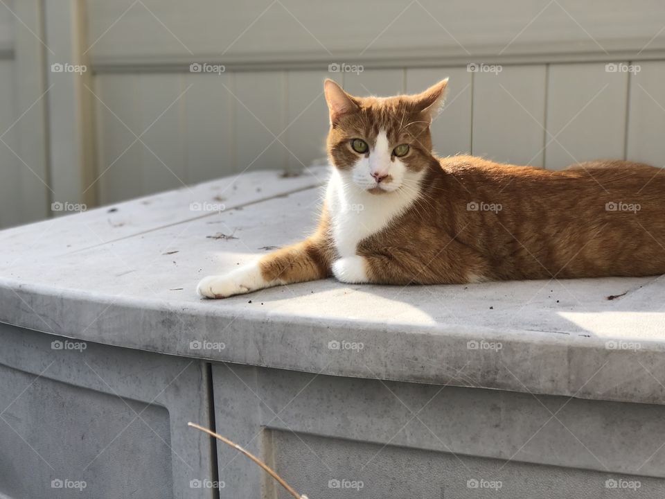 Sun bathing cat laying on garbage container 