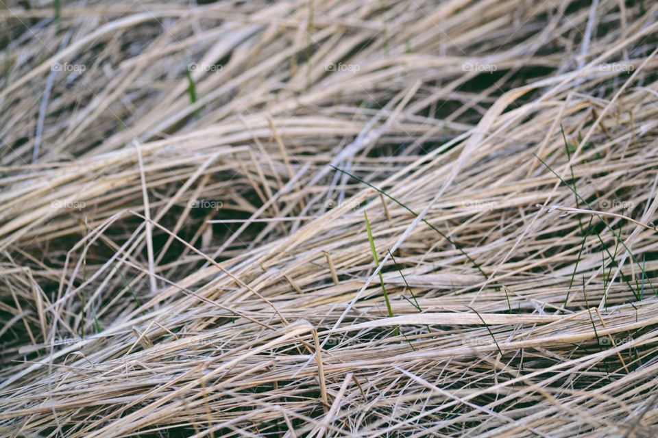 Grass texture