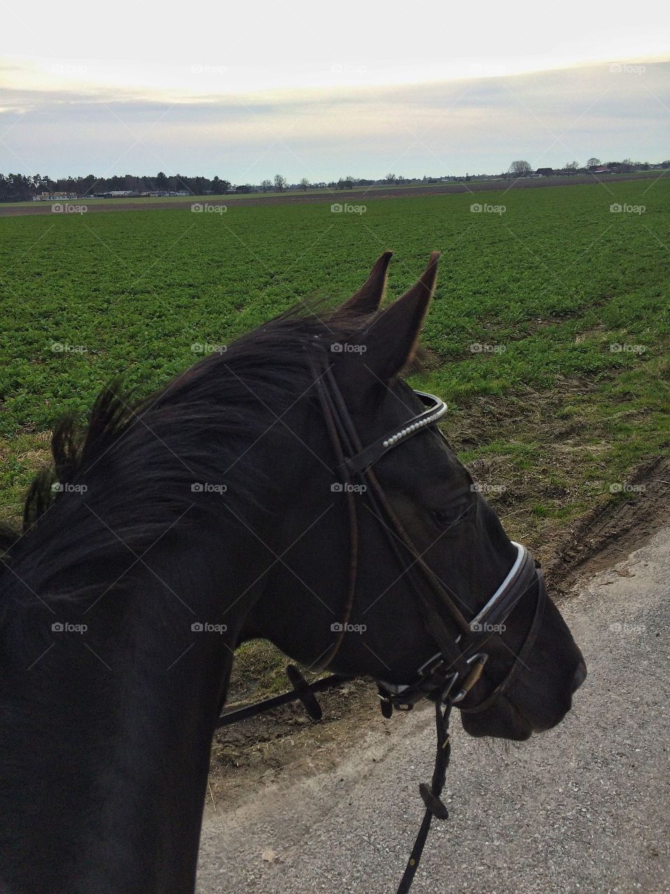 My beautiful Shambhala 