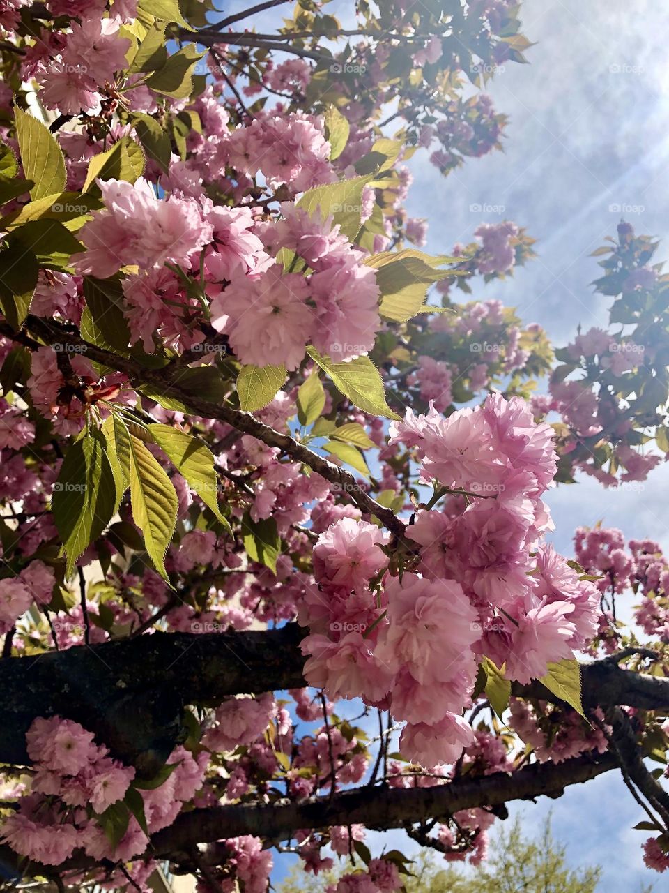 Cherry tree batches 🌿