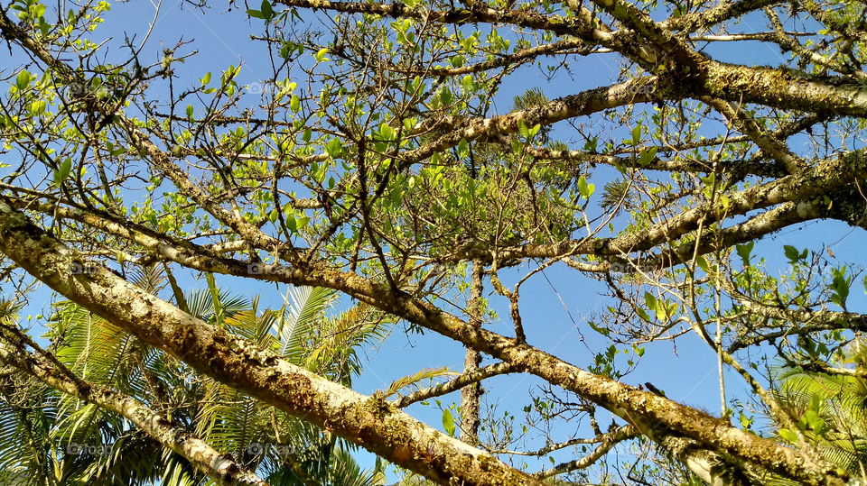 NATURE TREE TROPICAL