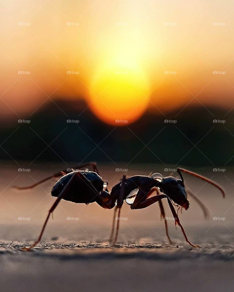 Ant