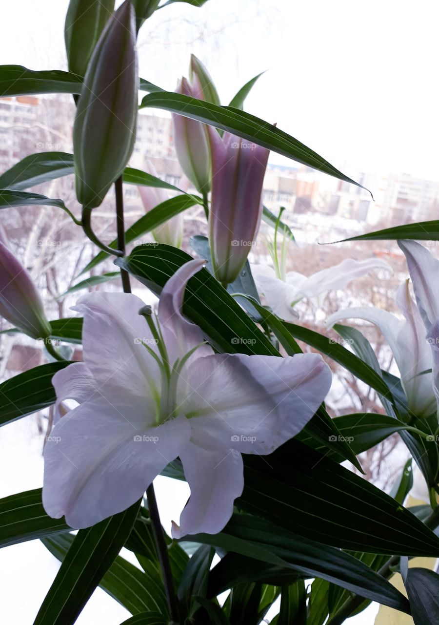 Beautiful lily flower