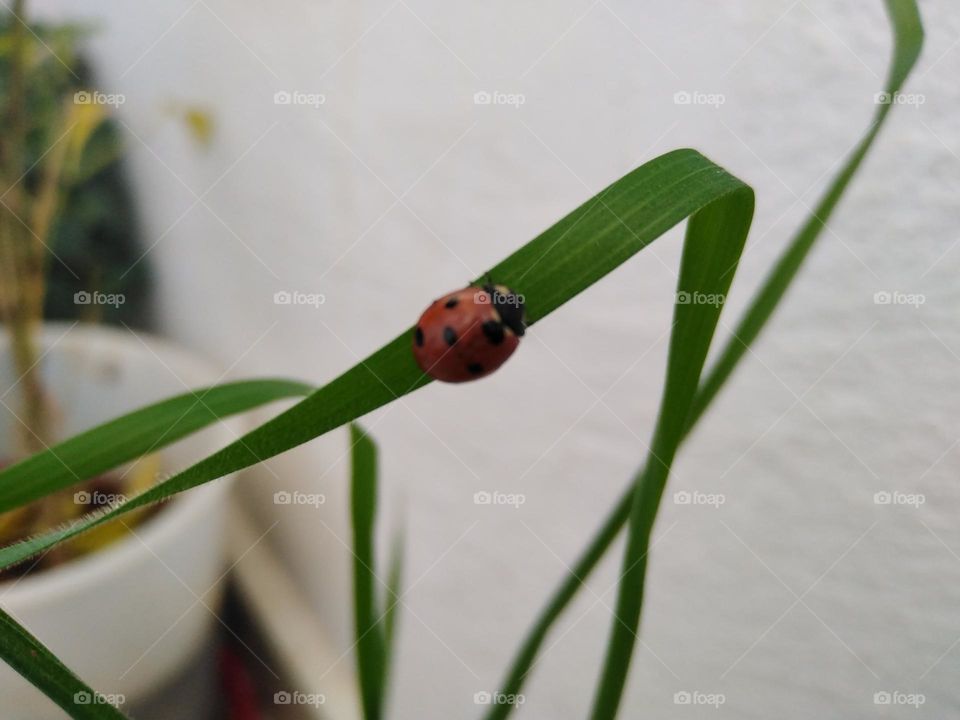 Ladybug