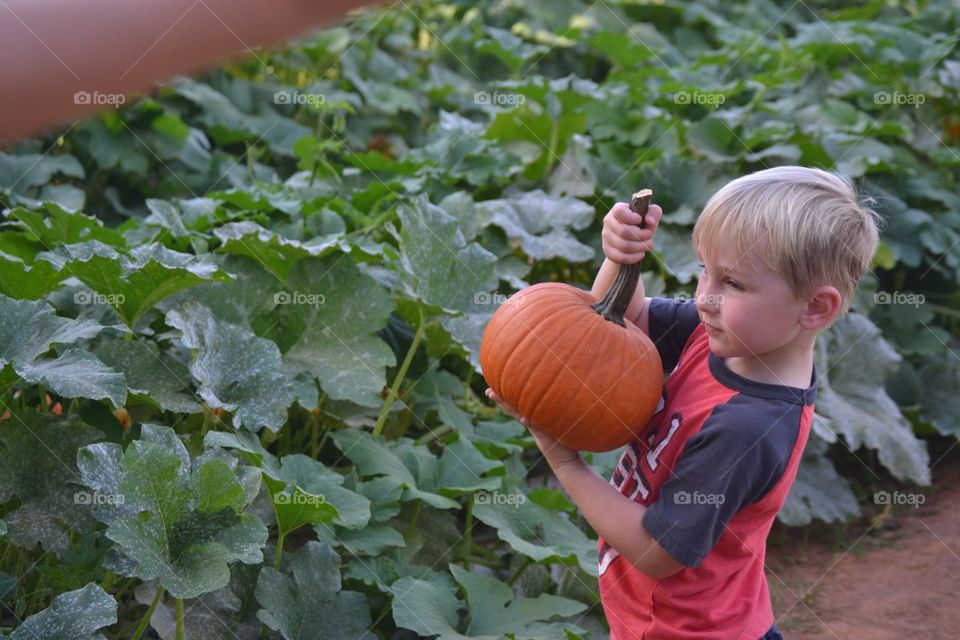 Pumpkin picker 