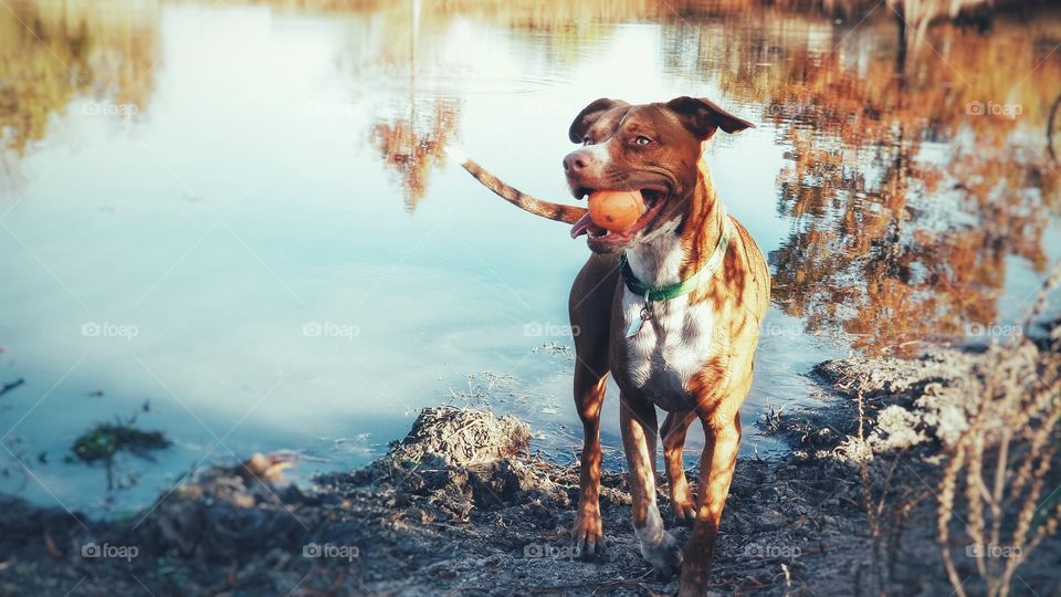 Dog with Her Ball by a Pond in Fall