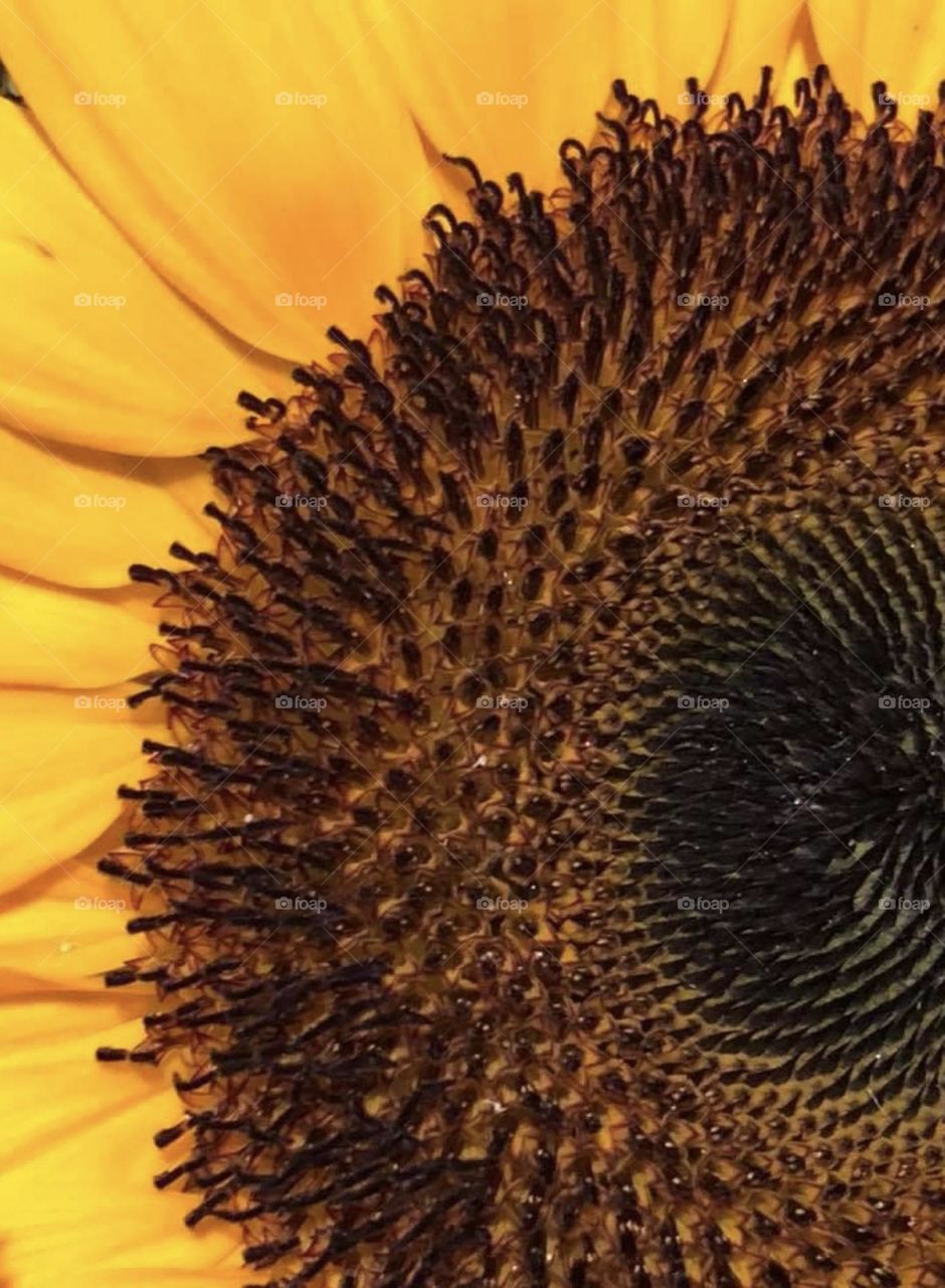 Sunflower close up