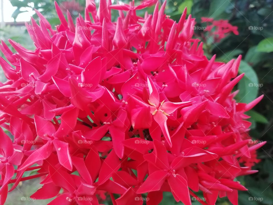 Flowers in the garden