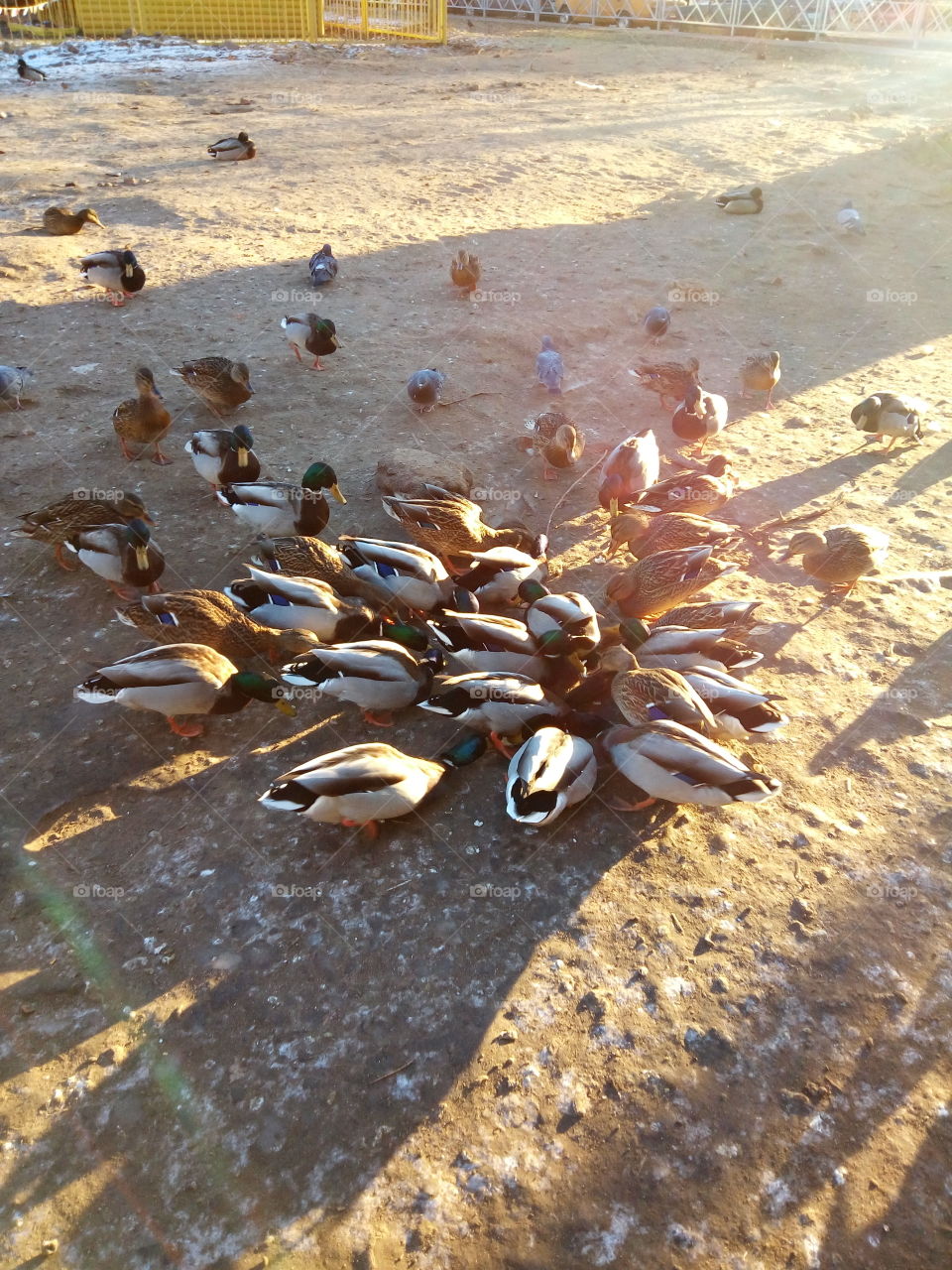 утки.птицы.город.природа.