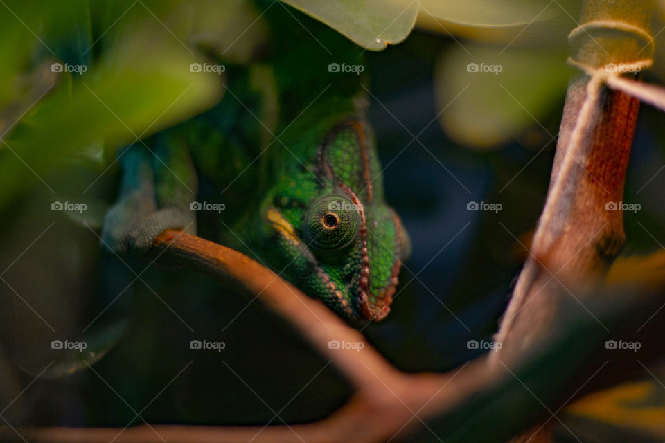 Chameleon on Branch