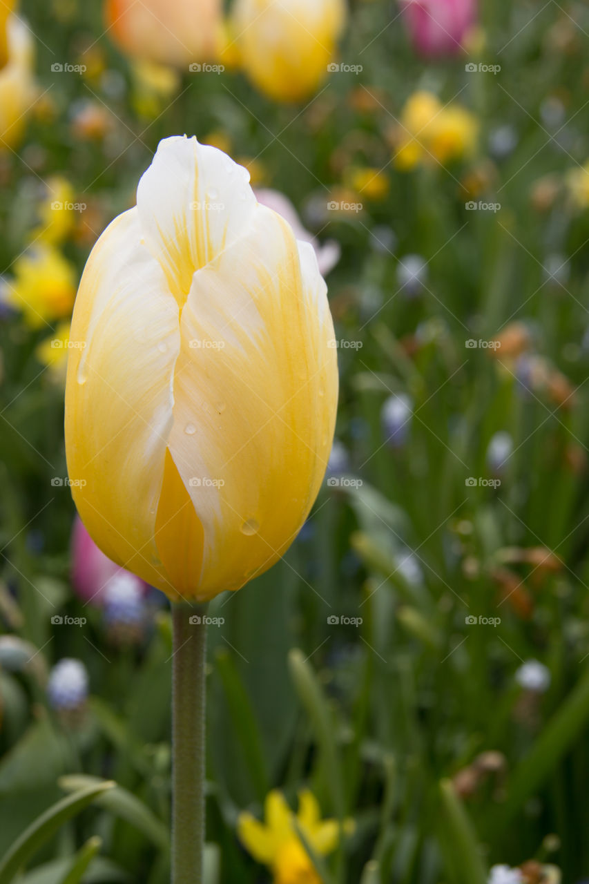 Spring tulips 