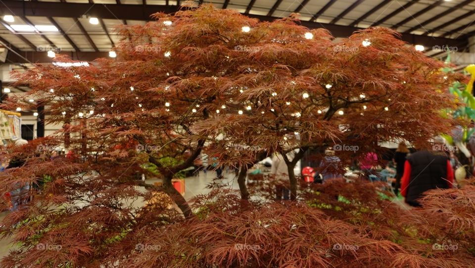 Japanese maple on display