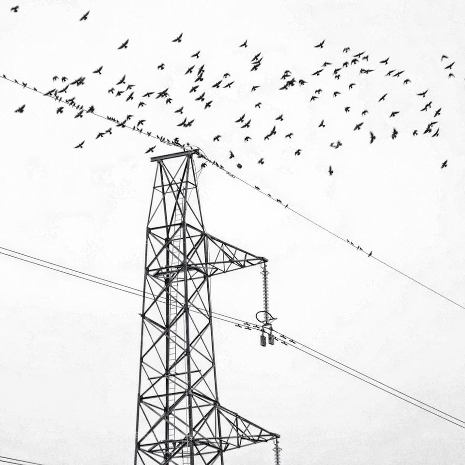 Flying birds on electricity