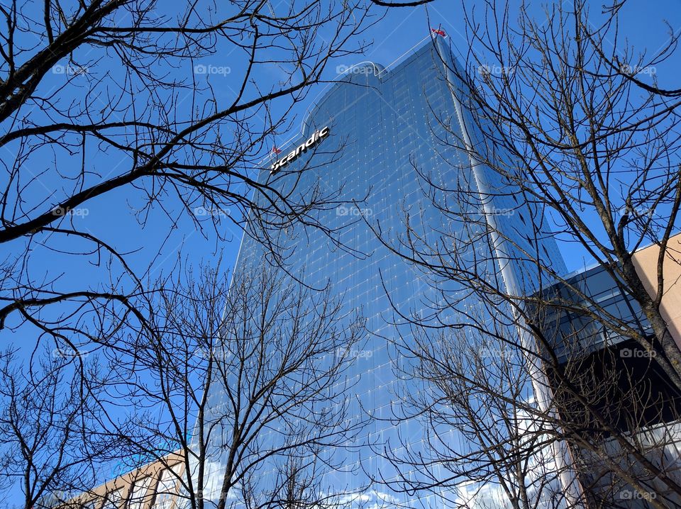 Tree, Winter, No Person, Wood, Branch