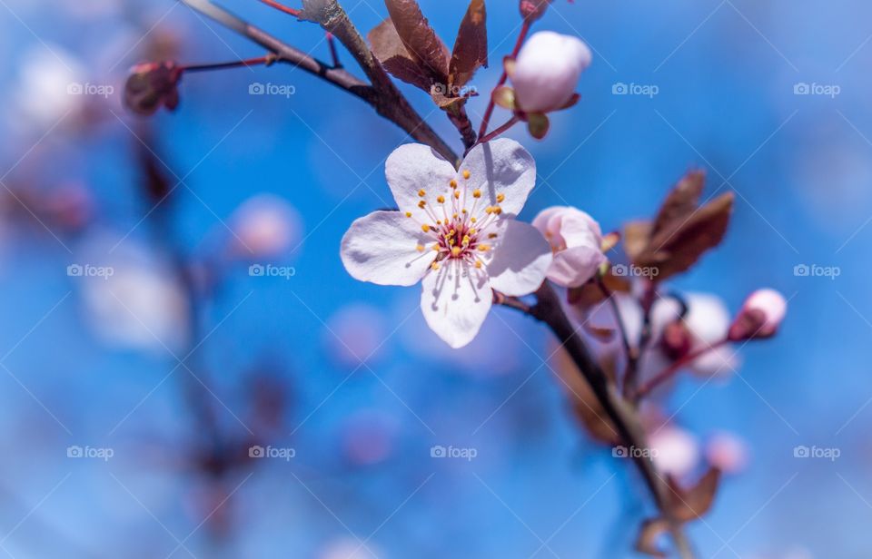 Spring Flowers branch  on Blue sky