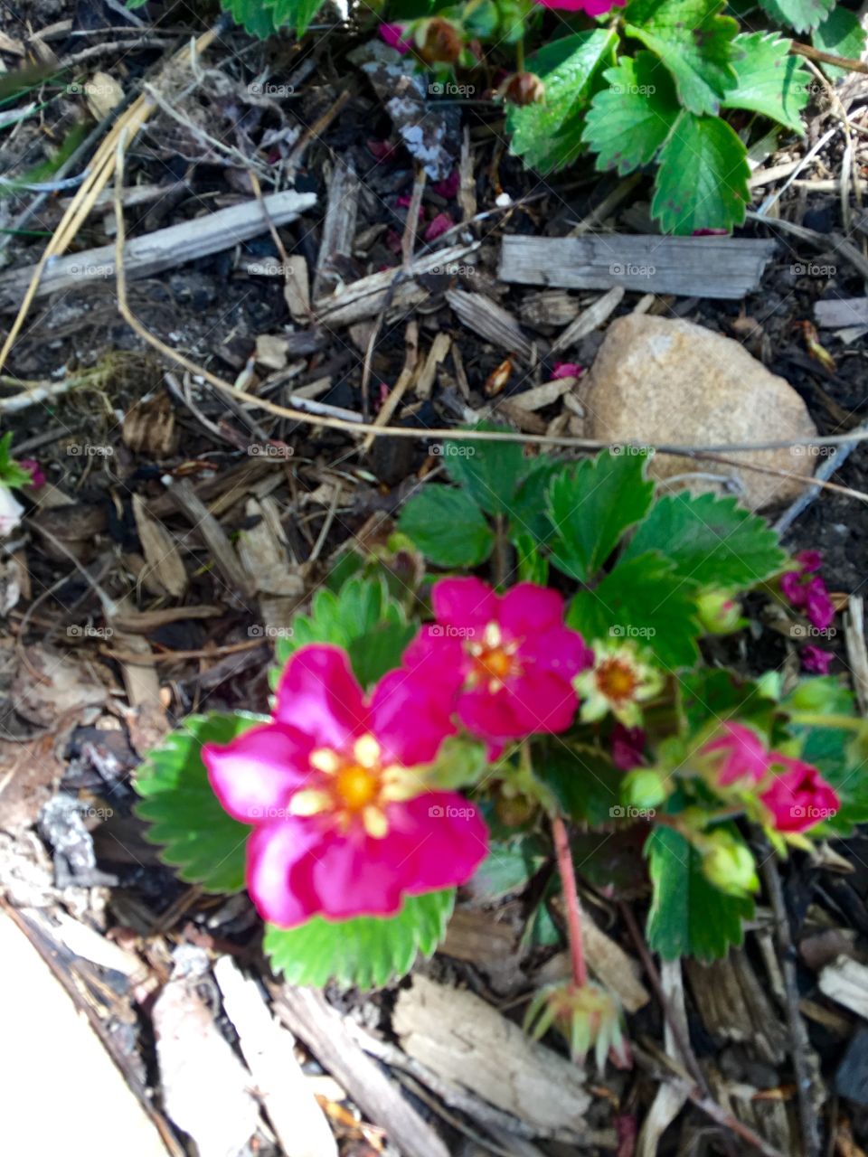 Strawberry Plant flowers 