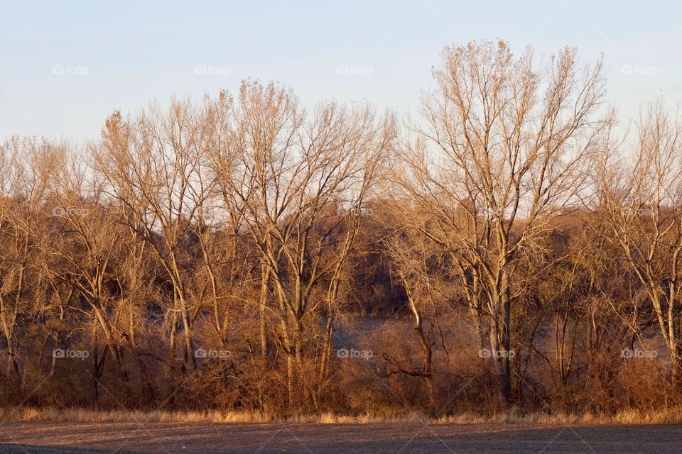 The colors of autumn displayed in a tree line in the countryside at golden hour 