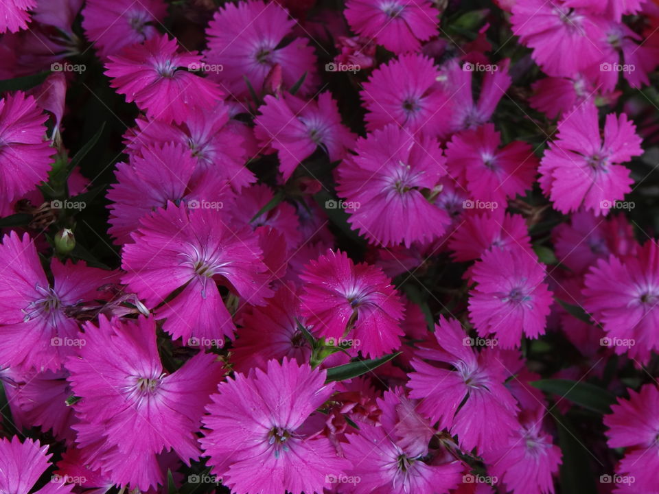 Full Bloom. Flowers in bloom