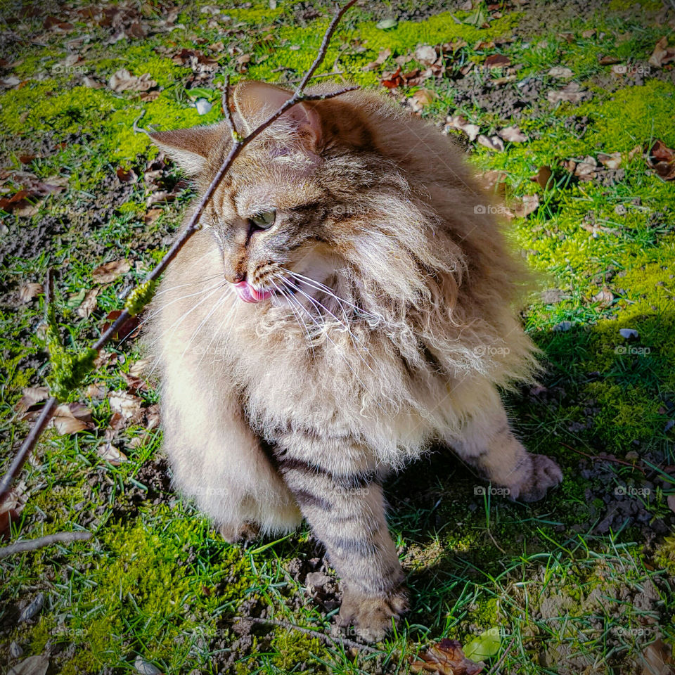 Pedigree maine coon lynx tabby cat licking his nose, watching a stick in the garden on grass.