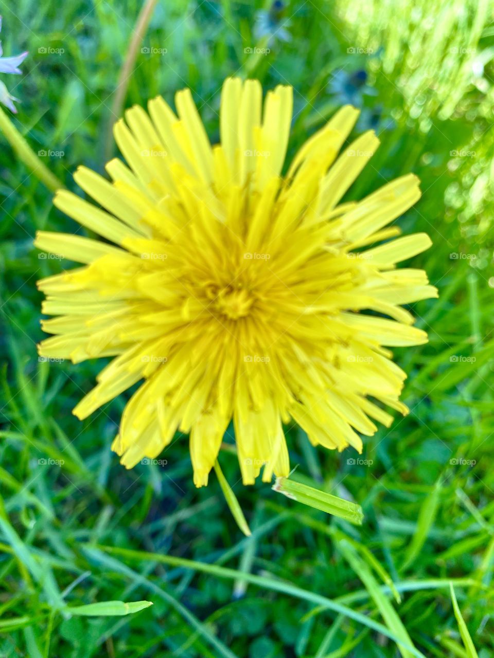 Dandelion