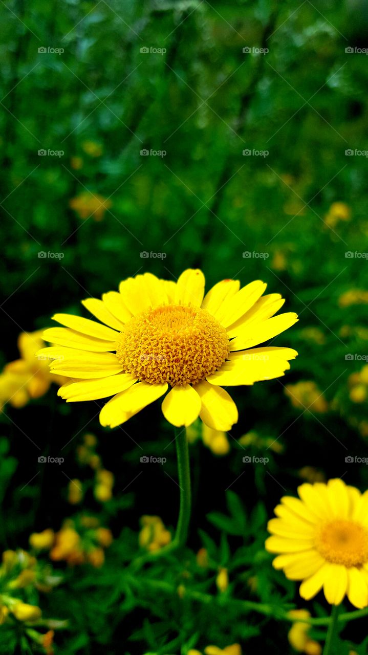 field of wildflower