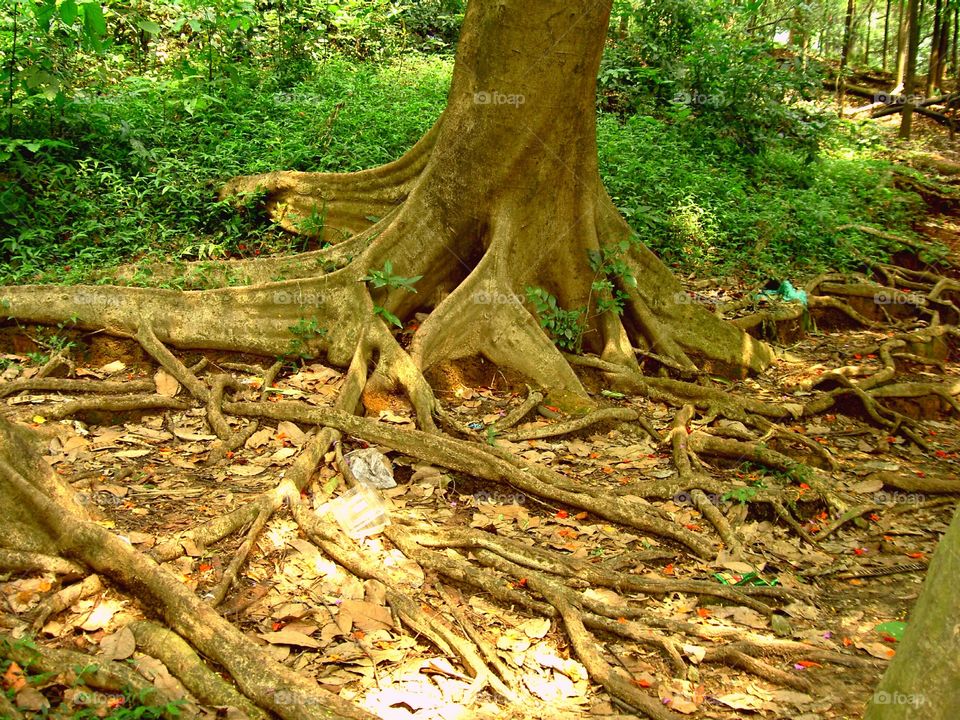 Forest tree roots