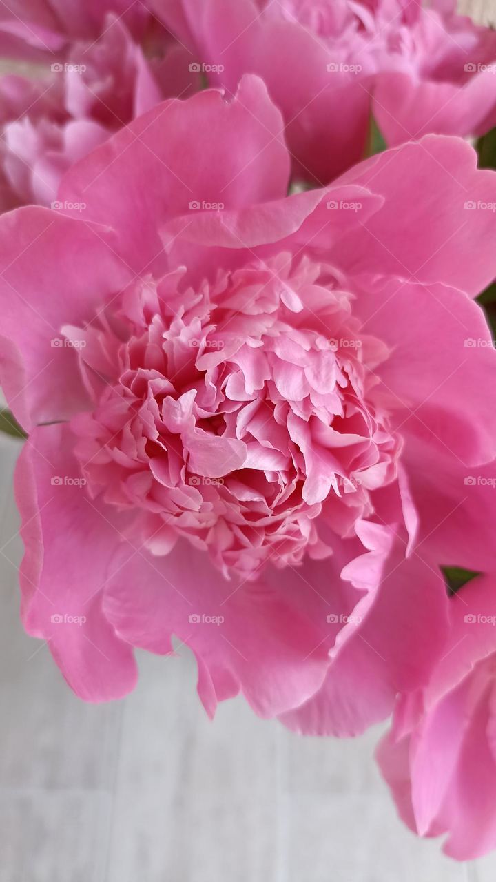 pink peonies flowers close up background