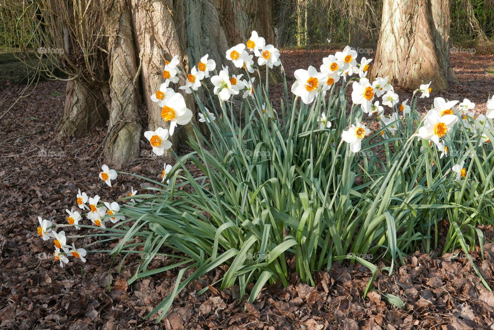 Flowers in springtime