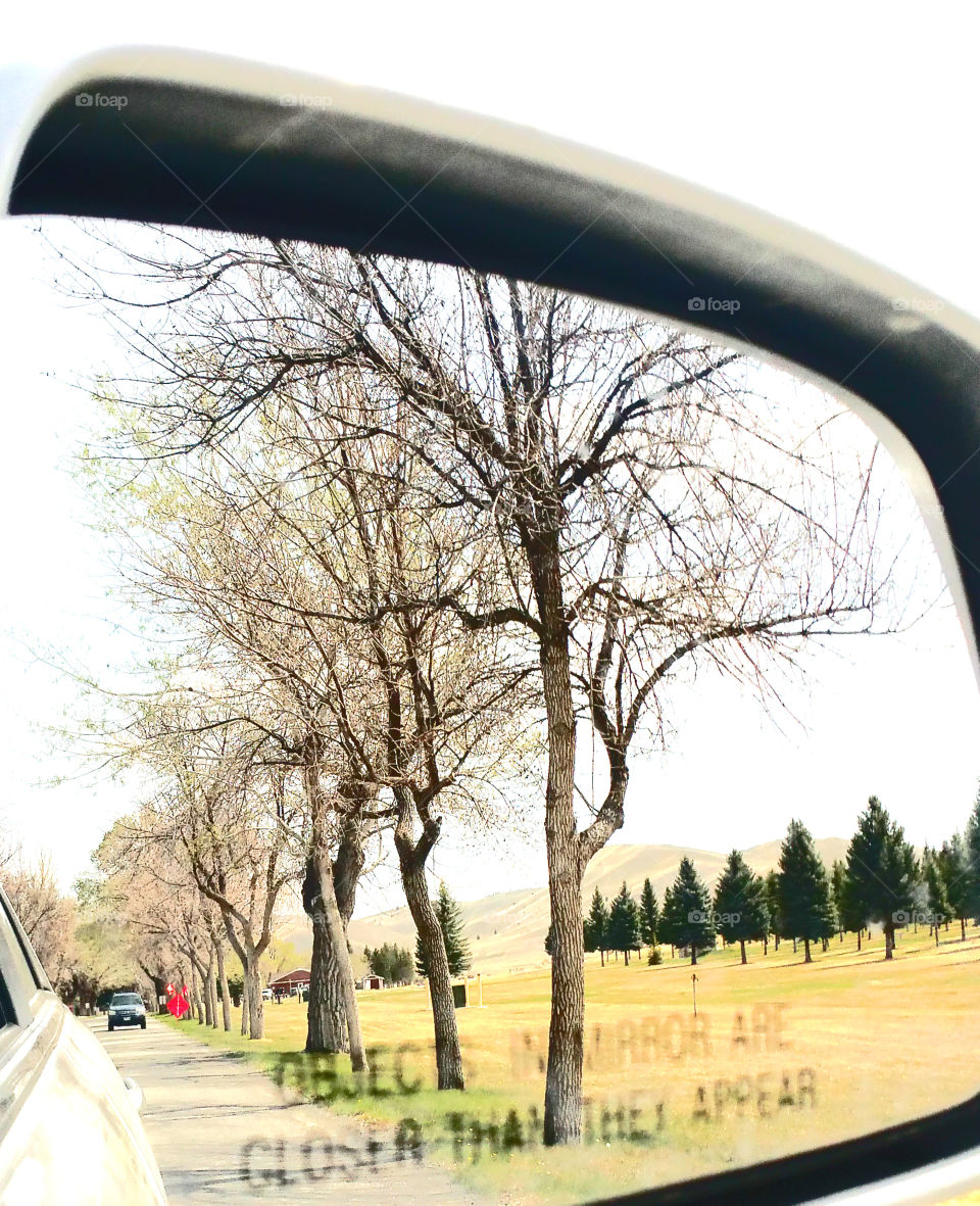looking in the rear view mirror at the trees of the past