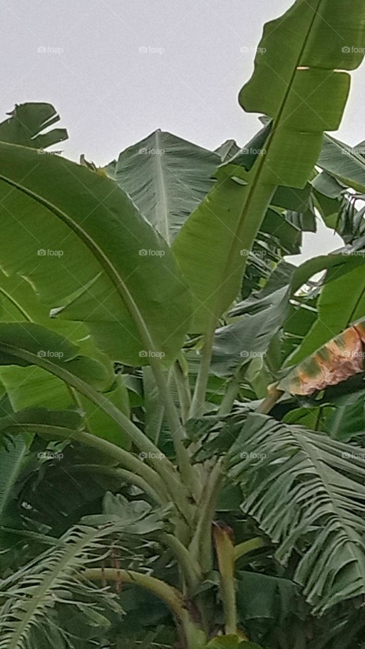 banana tree