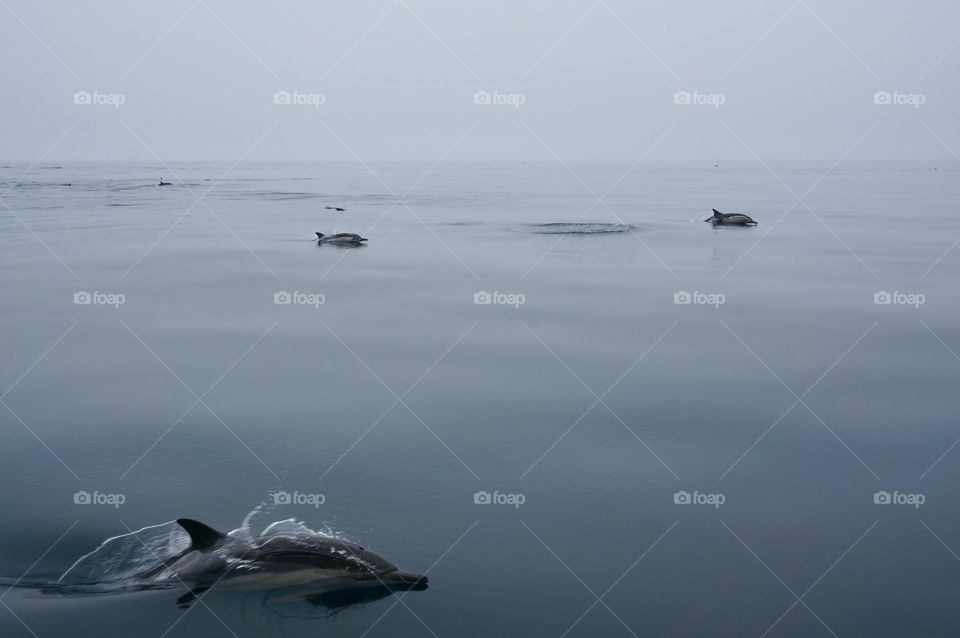 Dolphins swimming in the Pacific Ocean