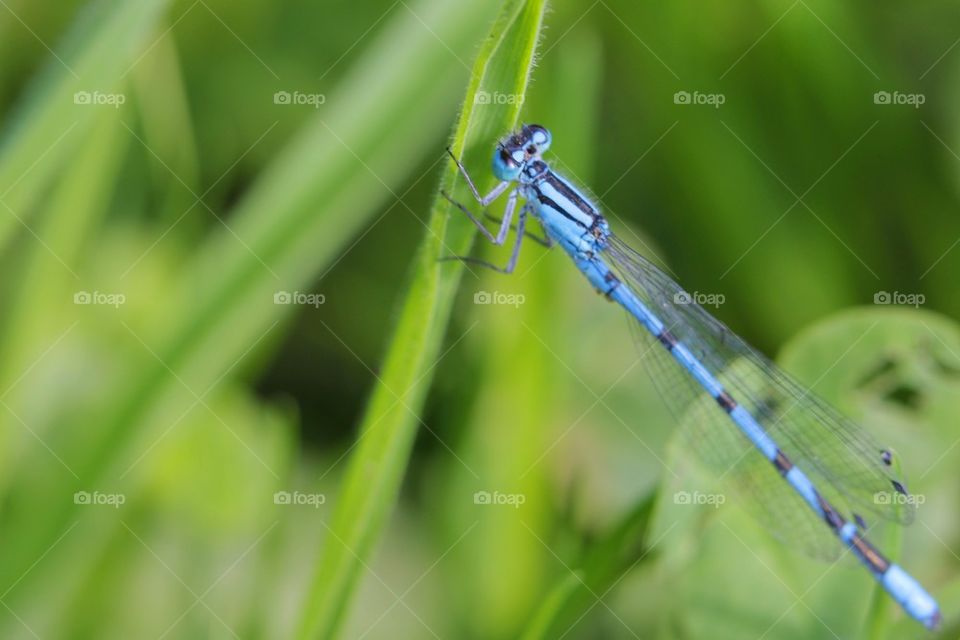 Blue Dragonfly