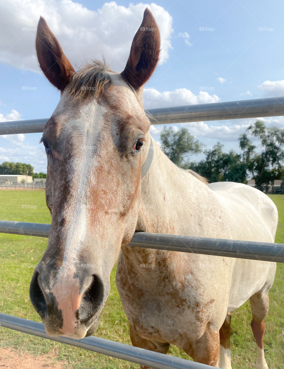 Portrait of a white horse behind a fence 