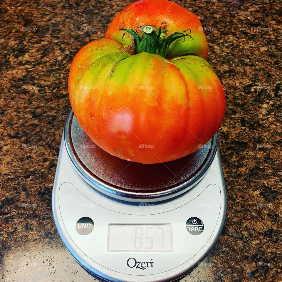 Scale big tomato 