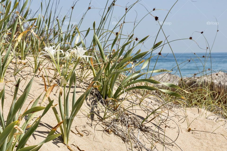 Sand lily or sea daffodils in Arcutino beach, Bulgaria