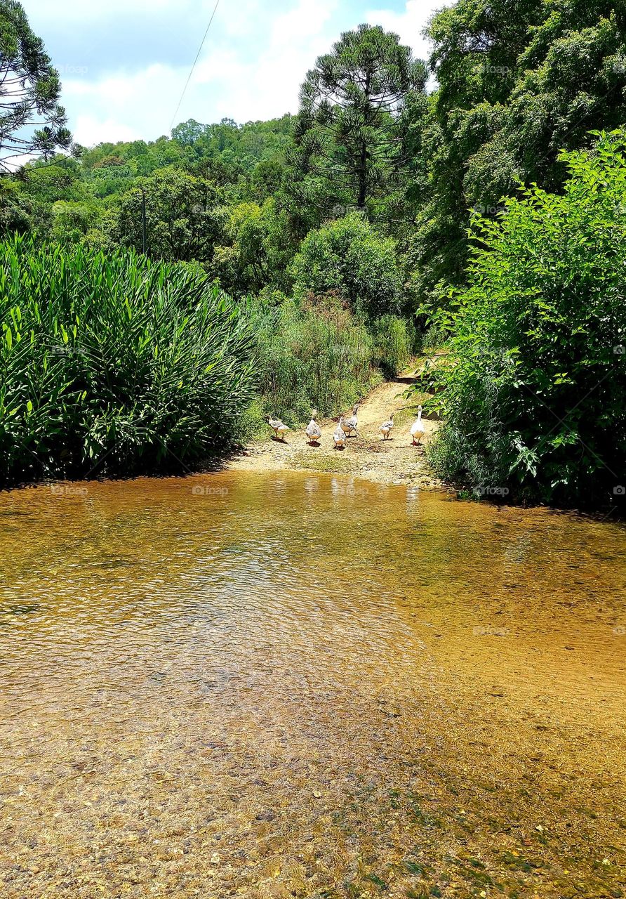 Será que o bando de ganso vão aproveitar essa água fresca e límpida? Sem dúvidas que sim.