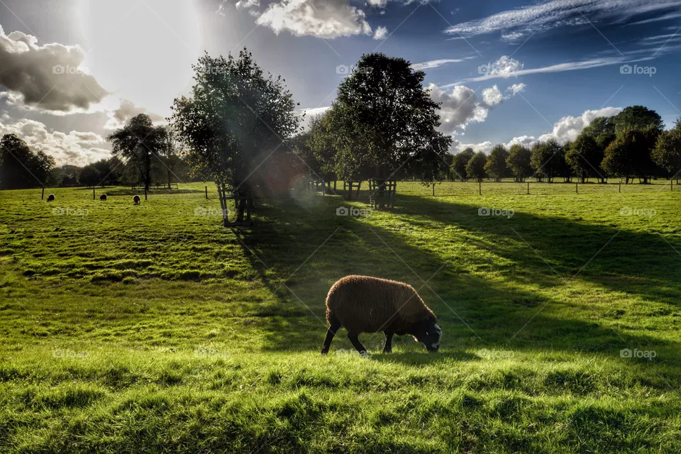 grass