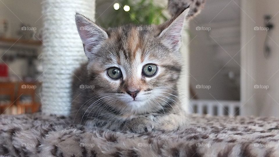 Sweet kitten