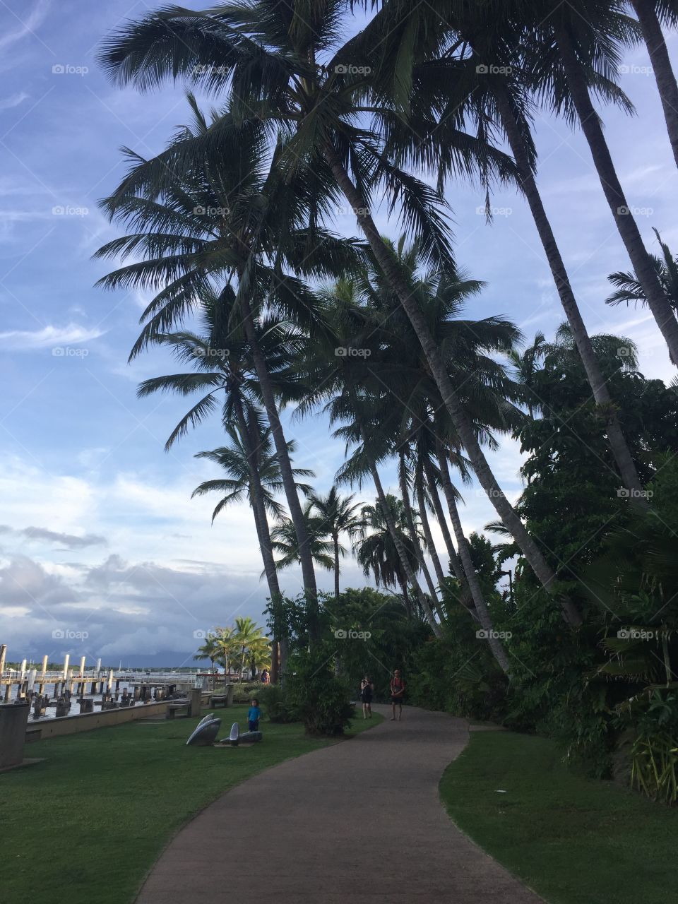 Palm trees at the harbor 