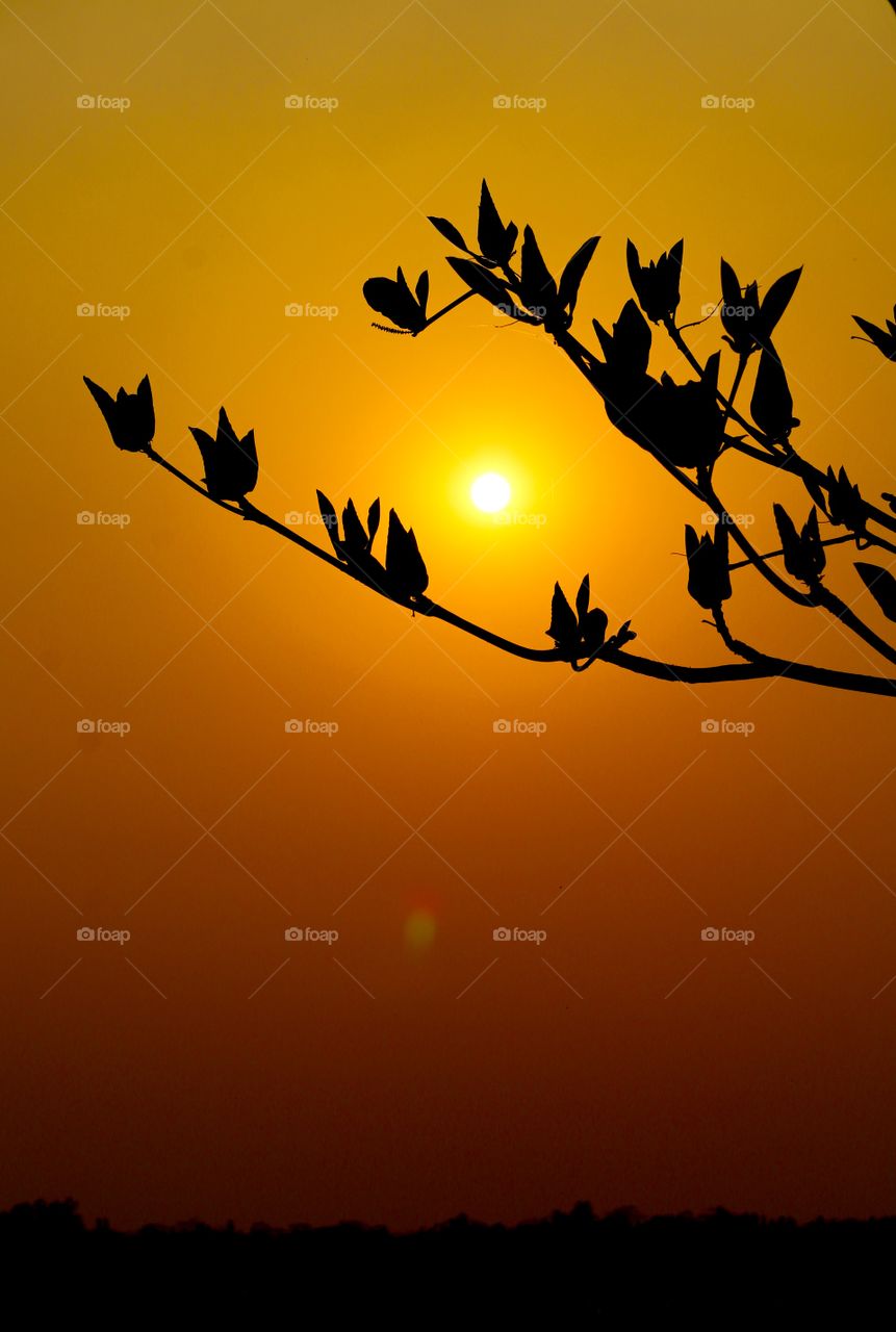 Evening orange sunset beauty 