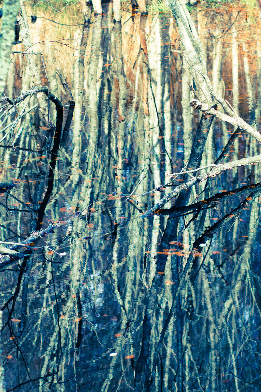 Trees reflected in the water. Background of autumn trees reflected in the water