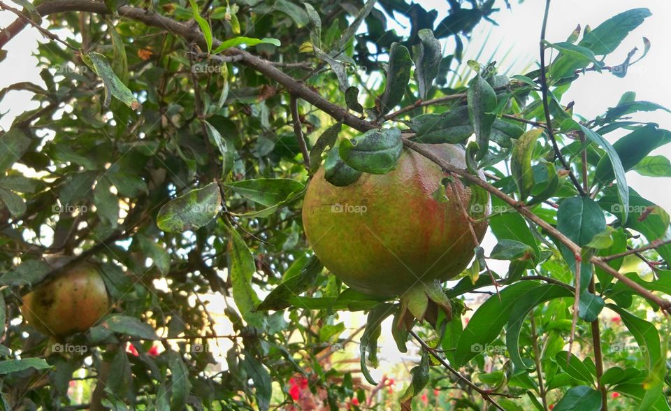 Fruit, Tree, Food, Nature, Leaf