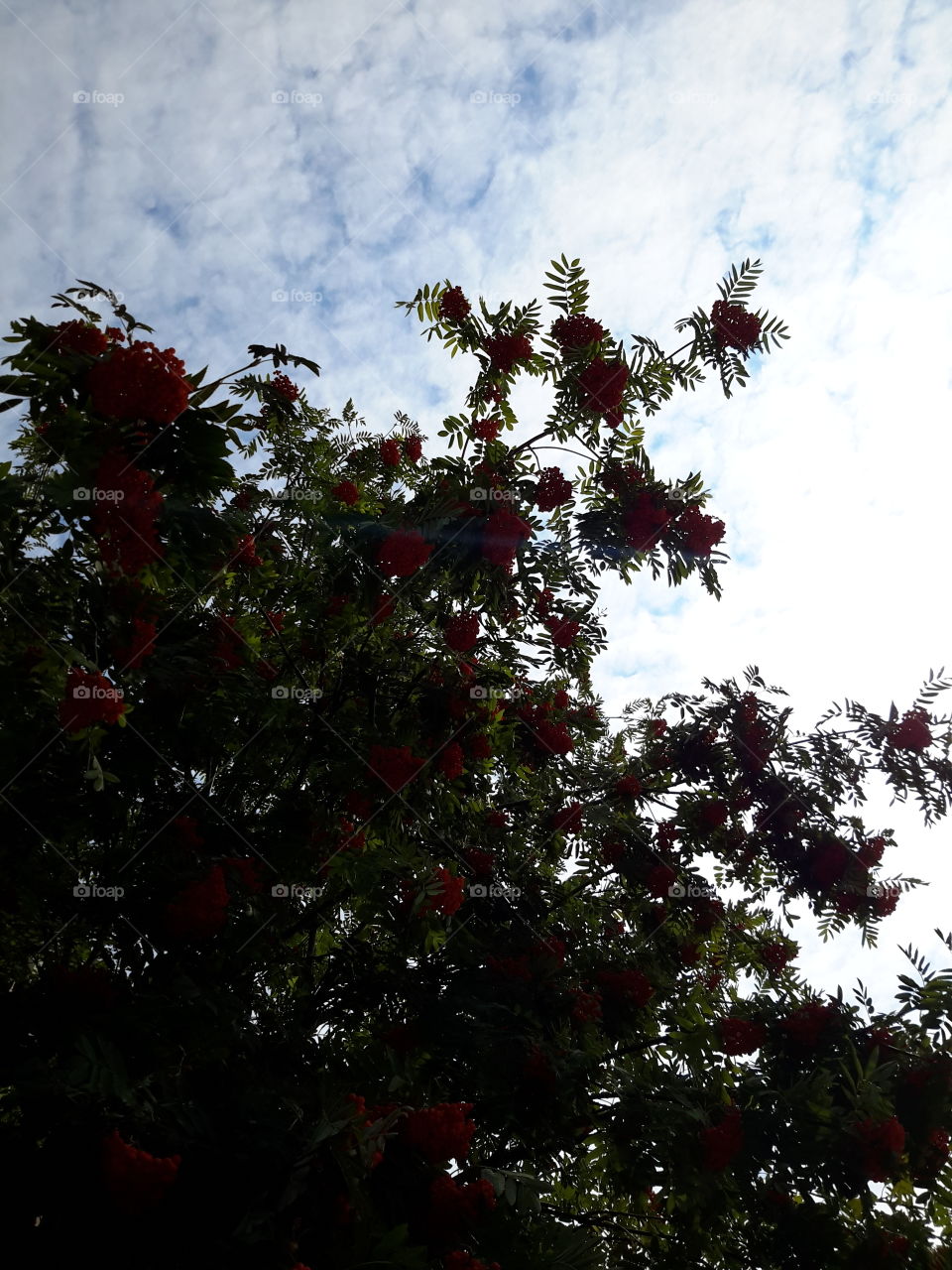 Red rowan on a blue sky