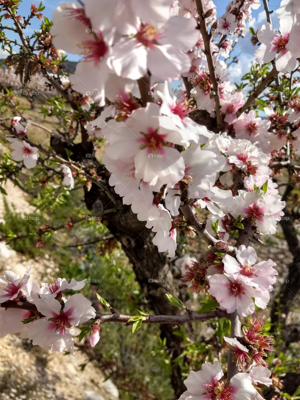 mandelblüte